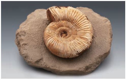 암모나이트 전시용화석(Ammonite)/5534