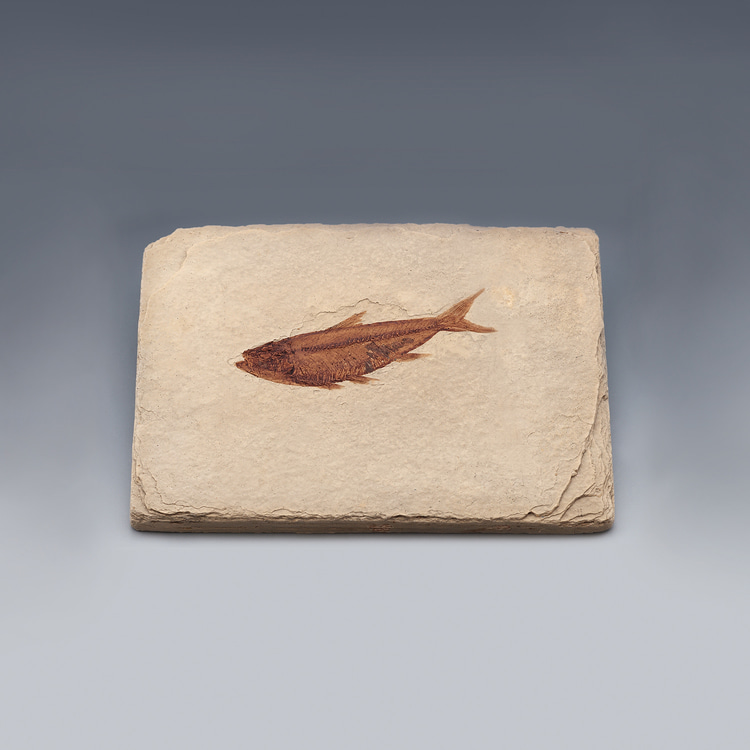 물고기화석(Bony Fish, 와이오밍, 전시용화석)/5527
