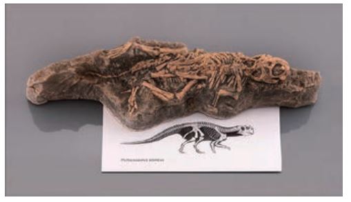 아기공룡 전시용화석(Psittacosaurus)/5256
