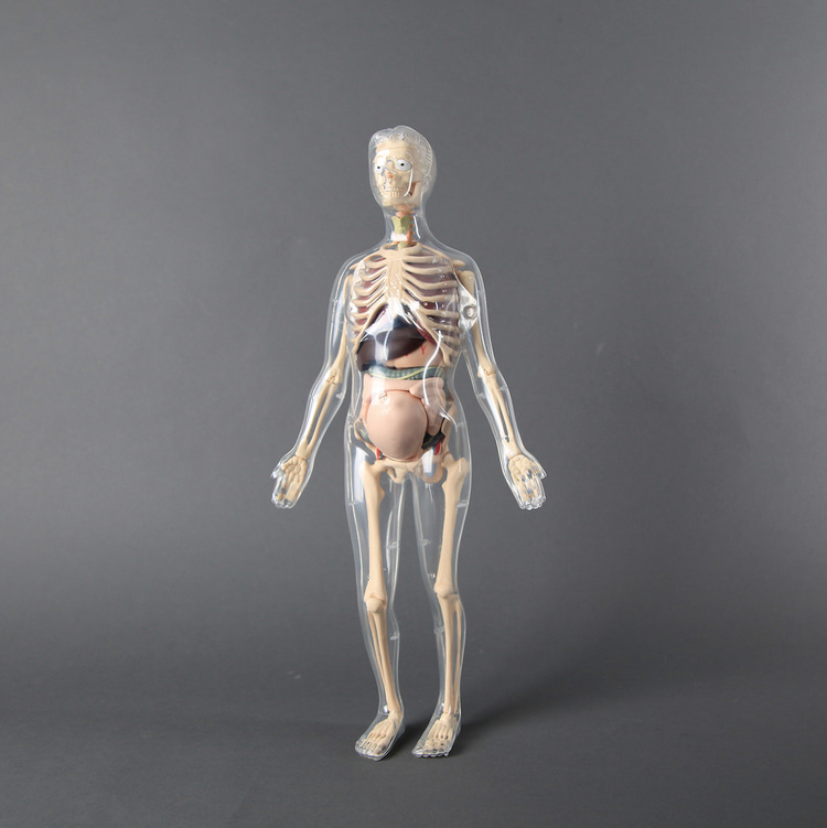 인체골격+인체해부모형키트/6064