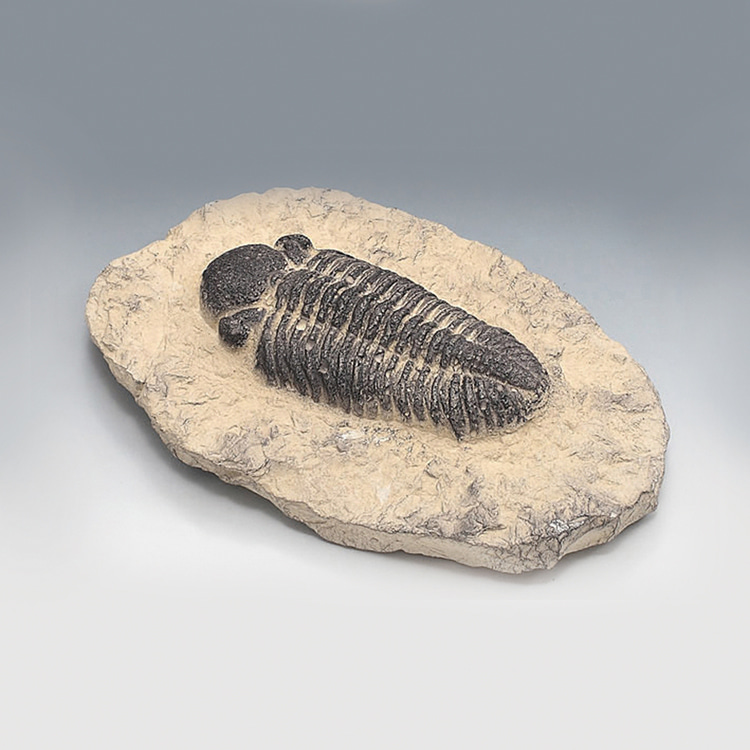삼엽충(파콥스, Phacops, 전시용화석)/5529