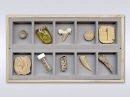 신생대화석표본 5350