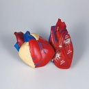 심장 구조모형(단면)6140 SSG